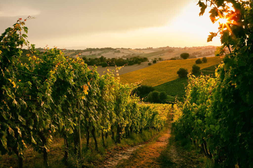 Filari Cantina dell’Oltrepò Pavese